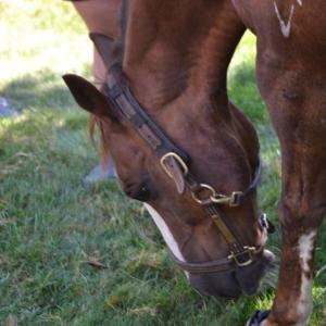 Horses