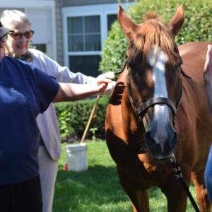 Horses