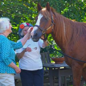 Horses