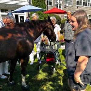 Horses