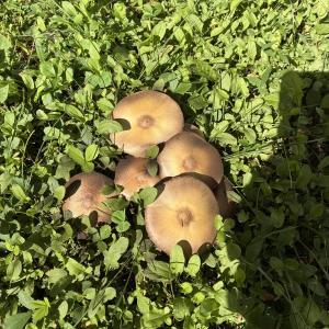 Mushrooms 