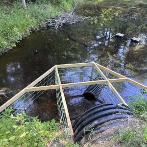 Beaver management system on Golden Ridge Road, Alna. Coreysha Lothrop photo 