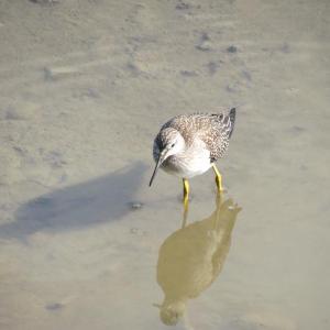 Lesser yellowlegs are currently migrating through Maine from their Boreal Forest nesting grounds. The authors saw this one during low tide near the Yarmouth Town Landing. Courtesy of Jeff Wells