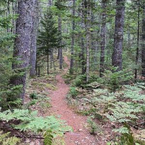 The River~Link Trail passes through a forested wildlife corridor stretching several miles from Newcastle into Boothbay. Courtesy of Coastal Rivers