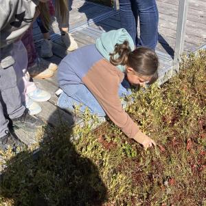 Erin Rogers checks out plants at the bog. Becky Hallowell photo 