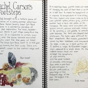 The Naturalist’s Sketchbook with artist and author Laurel Dodge begins Thursday, Oct. 8, at Wiscasset Middle High School. Courtesy photo