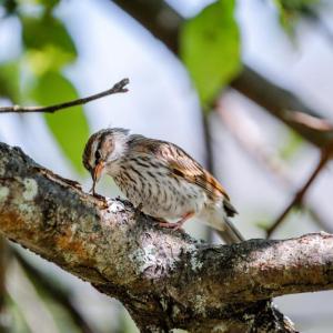 University of Maine Cooperative Extension is hosting a 10-session, online backyard birding course where youth ages 10-14 will learn to identify common backyard birds and develop observation and documentation skills. Courtesy of University of Maine.