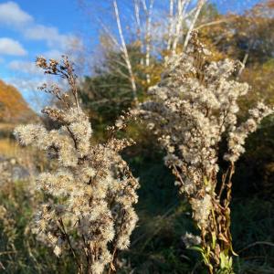 Many seeds, like those of goldenrod flowers, are very visible on their stalks in late fall and easy to collect. Courtesy of Coastal Rivers