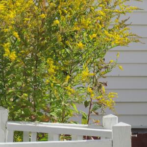 The enormous goldenrod that has attracted so much life at the authors' porch. Courtesy of Jeff Wells