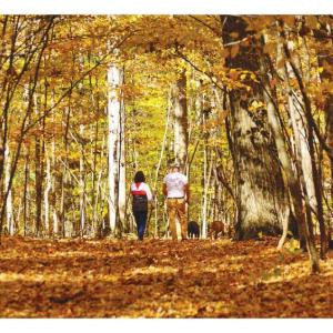 Fall Walk Photo from Metro