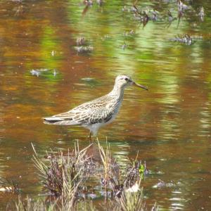 With their yellow legs and rusty brown upperparts, pectoral sandpipers look a bit like a larger version of the tiny least sandpiper. They breed in the Arctic but in migration favor shallow, grassy pools and muddy lake shorelines. Photo courtesy of Jeff Wells.