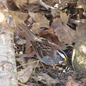 The October wave brings the emphatic “chink” calls of white-throated sparrows rising up in wild places, urban parks, and backyards when the first cold front ushers millions of them into the U.S. from the Boreal Forest of Canada, where they have spent the summer breeding season. Photo courtesy of Jeff Wells
