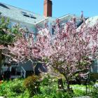 Peach Tree in Bloom