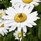 botanical, flower, bee
