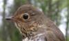 A Swainson’s thrush. Courtesy of David Bonter