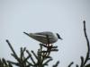 #bird-column, #Boothbay-Register, #Allison-Wells, #Jeff-and-Allison-Wells, #Maine #birds, #gulls
