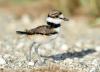 #bird-column, #boothbayregister, #MickielOversteegen 
