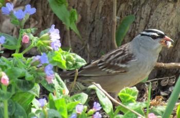 world sparrow day, white-crowned sparrow, Boothbay Register, Jeff Wells