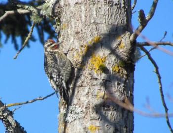 #bird-column, #Boothbay-Register, #jeff-and-allison-wells, #birds, #Maine, #Matinicus