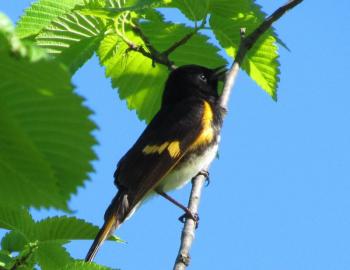 #bird-column, #Boothbay-Register, #jeff-and-allison-wells, #birds, #Maine