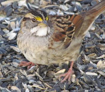 #bird-column, #ABirdsTale, #Jeff-and-Allison-Wells, #Boothbay-Register, #birds, #maine, #white-throated-sparrow
