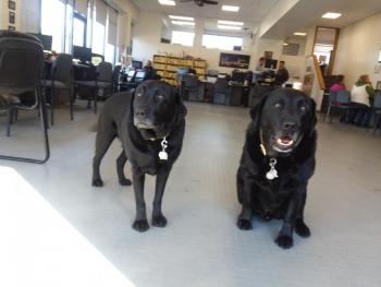 wiscasset ford two salty dogs pet outfitters