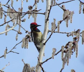 #bird-column, #boothbay-register, #jeff-and-allison-wells, #birds, #maine, #spring-migration, #yellow-bellied-sapsucker