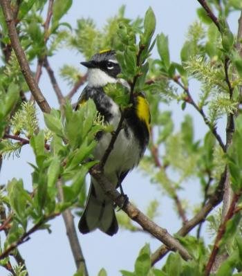 #bird-column, #boothbay-register, #jeff-and-allison-wells, #birds, #maine, #spring-migration, #yellow-rumped-warbler