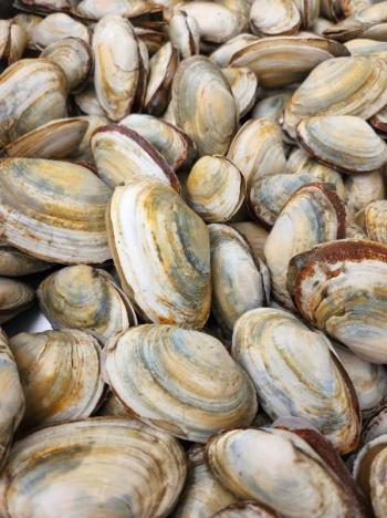 steamers soft shell clams