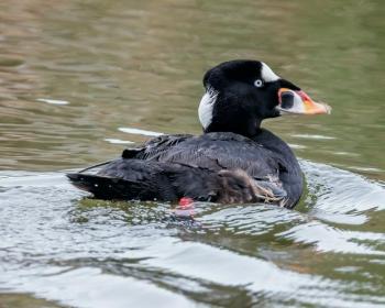 Surf scoters are one of the hardy sea ducks that spend winters along the Maine coast. Photo by Susan T. Cook courtesy of Wikimedia Commons.