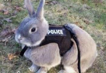 police rabbit, drone rabbit, 