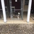 Boothbay Canine, Carole Jordan, dogs, kennel, business