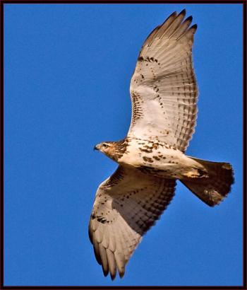 A red-tailed hawk in flight. Courtesy of Kirk Rogers