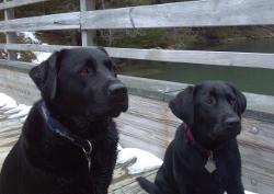 two salty dogs pet outfitters boothbay harbor maine