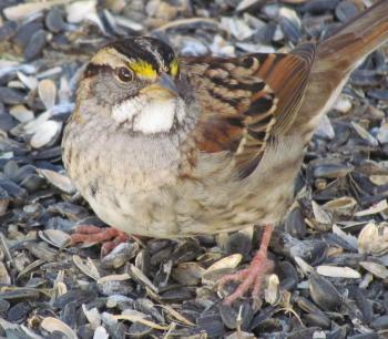 world sparrow day, white-throated sparrow, Boothbay Register, Jeff Wells