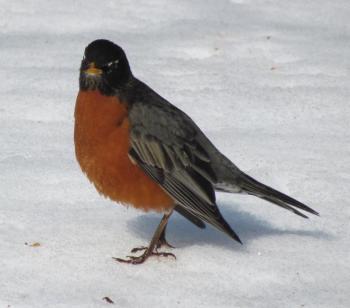 American robin, Jeff and Allison Wells, Boothbay Register, #bird-column