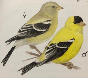 #bird-column, #great-backyar-bird-count, #Jeff-and-Allison-Wells, #Allison-Wells, #Boothbay-Register, #maine, #birds, #American-goldfinch, #Maine’s-Favorite-Birds