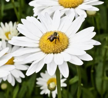botanical, flower, bee