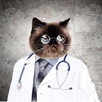 Dr pussums 