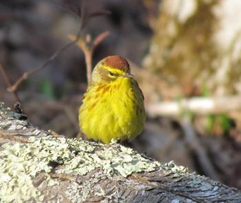 #bird-column, #boothbay-register, #jeff-and-allison-wells, #birds, #maine, #spring-migration, #palm-warbler