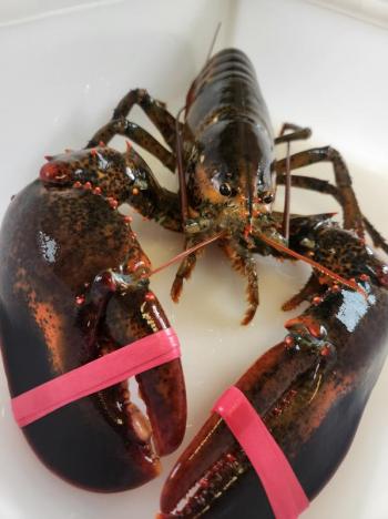 Hard Shell Lobster