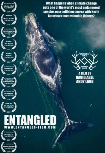 Entangled, right whales, fishing