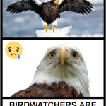 birdawtchers are traitors