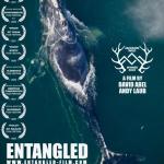 Entangled, right whales, fishing
