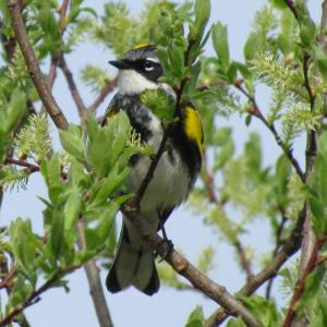 #bird-column, #jeff-and-allison-wells, #boothbay-register, #maine, #birds, #trees