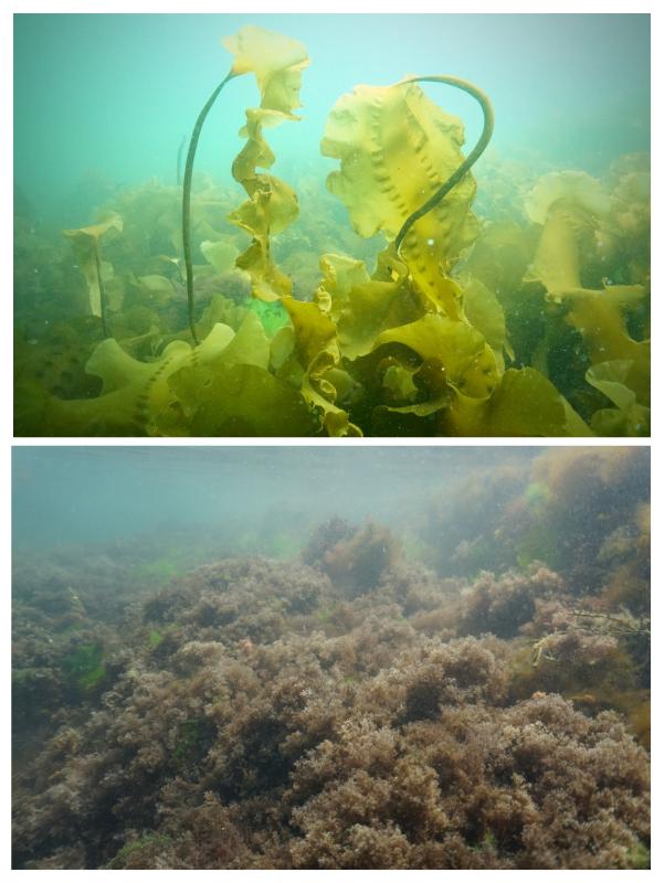 Dive images show the habitat differences between a kelp-dominated reef (top) and a turf-dominated reef (bottom). Courtesy of Shane Farrell Dive images show the habitat differences between a kelp-dominated reef (top) compared to a turf-dominated reef (bottom). Researchers documented how kelp forests along large swaths of the Maine coast have collapsed and turf algae has proliferated in their absence. Courtesy Shane Farrell