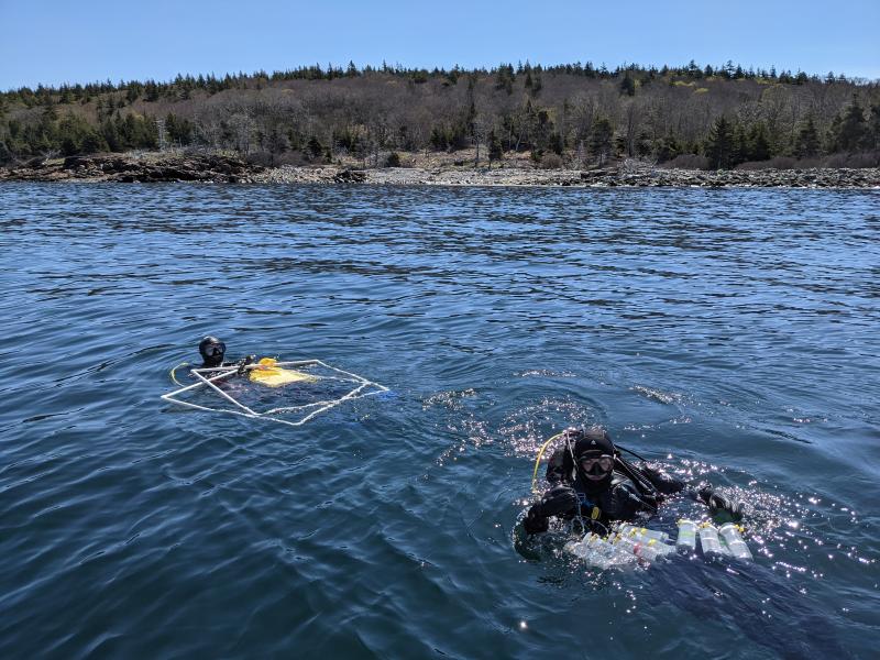 UMaine PhD researchers Shane Farrell and Dara Yiu dive off Allen Island. Rene Francolini photo UMaine PhD researchers, Shane Farrell and Dara Yiu dive off of Allen Island, Maine. Researchers involved in the study spent several months completing reef surveys to document kelp forest loss along the Maine coast and collect samples for chemical analysis. Photo by Rene Francolini