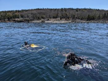 UMaine PhD researchers Shane Farrell and Dara Yiu dive off Allen Island. Rene Francolini photo UMaine PhD researchers, Shane Farrell and Dara Yiu dive off of Allen Island, Maine. Researchers involved in the study spent several months completing reef surveys to document kelp forest loss along the Maine coast and collect samples for chemical analysis. Photo by Rene Francolini